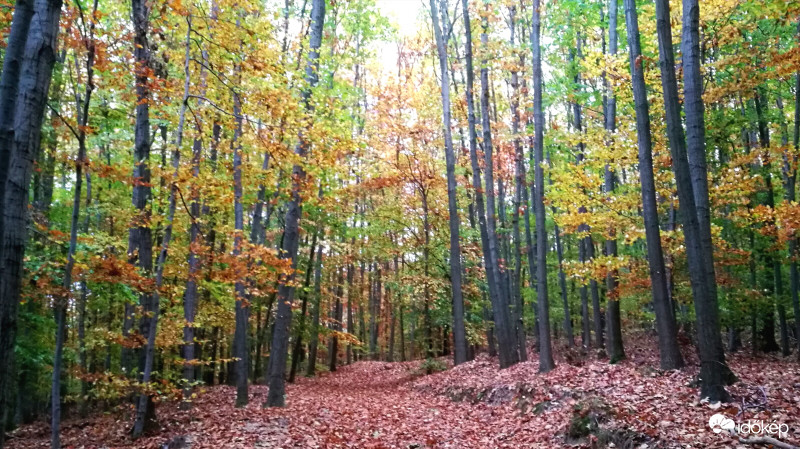 Esteledik az őszi erdőben 