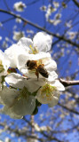 A méhek is tudják - itt a tavasz! 