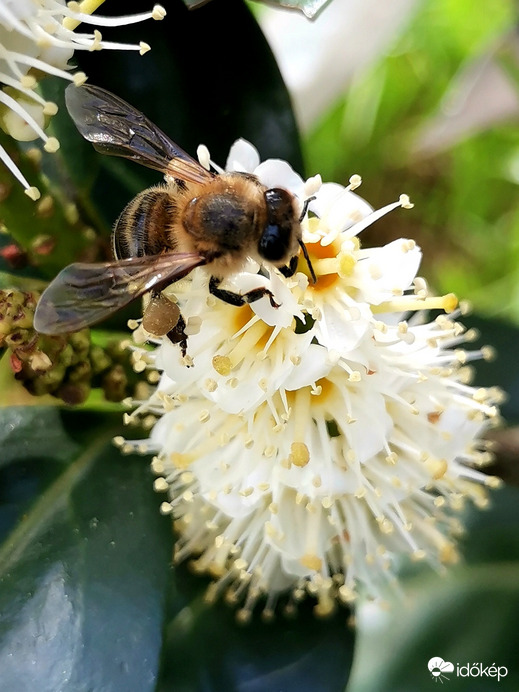 Virágzik a babérmeggy - a méhecske dolgozik, lábán sárga virágpor gyűjteménnyel. 