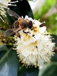 Virágzik a babérmeggy - a méhecske dolgozik, lábán sárga virágpor gyűjteménnyel. 