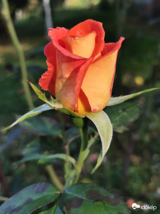 Október vége van, de a rózsa a legszebb nyári napokat idézi. 