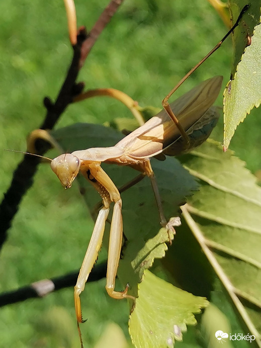 Egymásra csodálkozva. 