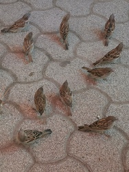 1 m sem volt túl közeli a balatonfenyvesi verebeknek a vendéglátós asztalok mellett a nyáron. 