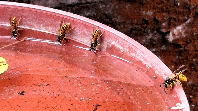 Itatás - az elmúlt nyáron. 