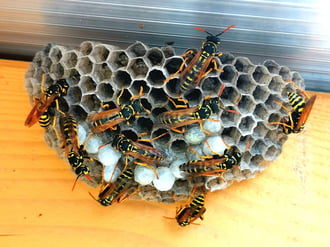 Papírdarazsak - nyár elején. 