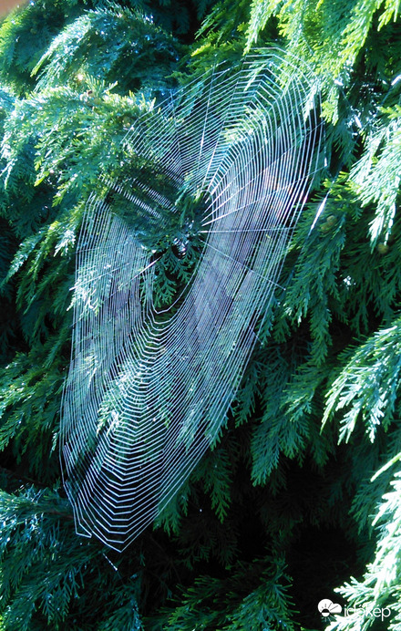 Nyári pókháló a tuján. 