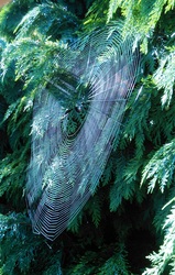 Nyári pókháló a tuján. 