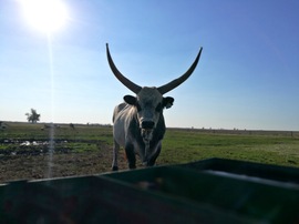 Itatás