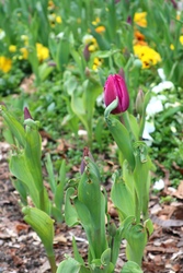 Tulipán szezon indul 