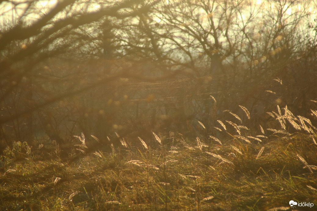 Napsugarak a réten!