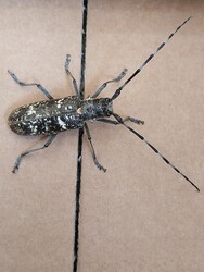 Biharkeresztes