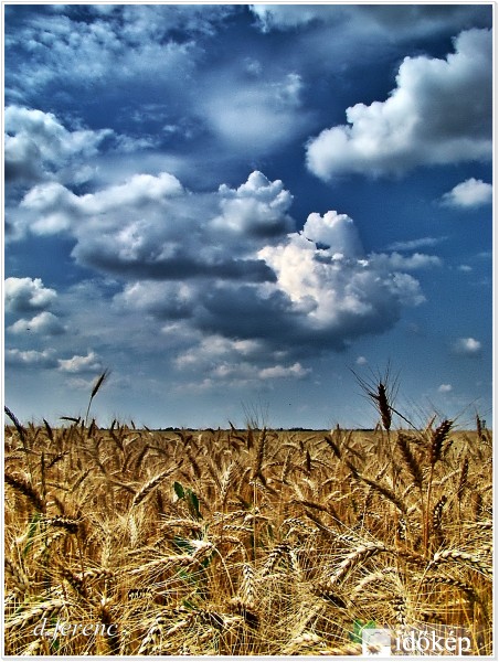 Búzatábla. (HDR)