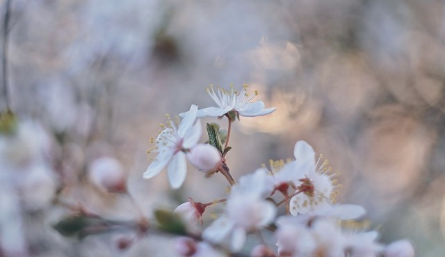 Budapest IV.ker - Újpest