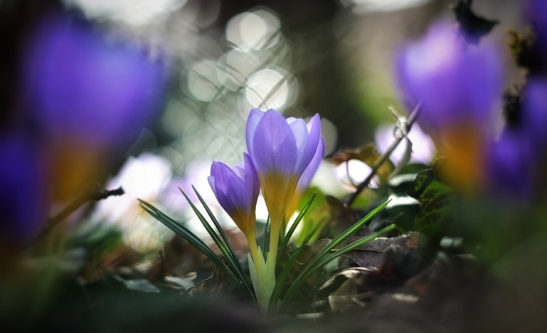 Budapest IV.ker - Újpest