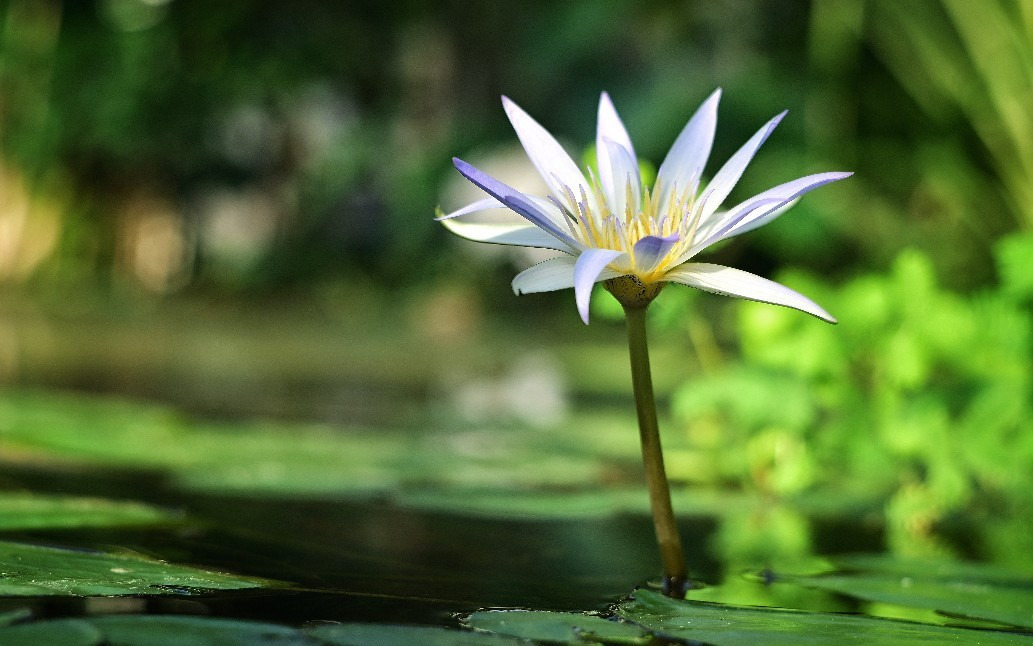 Budapest IV.ker - Újpest