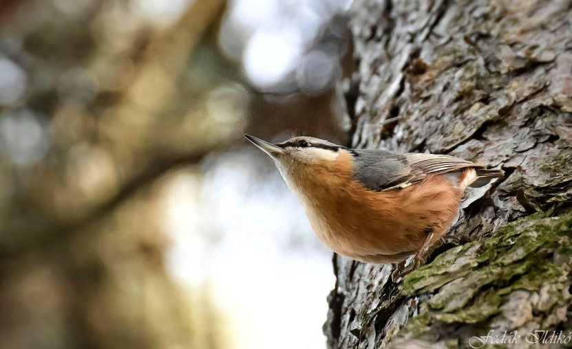 Budapest IV.ker - Újpest
