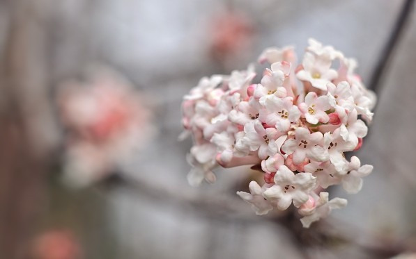 Budapest IV.ker - Újpest