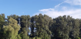 Tivadar