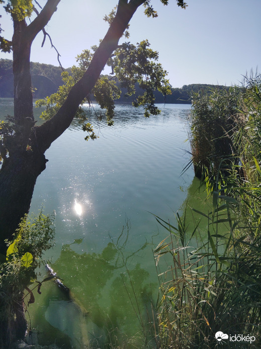 Orci