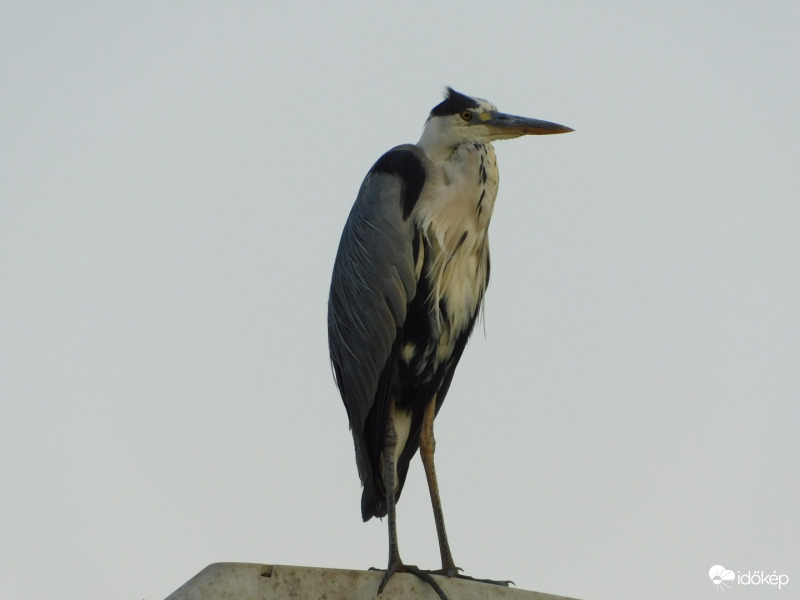 Pihen a Szürke Gém