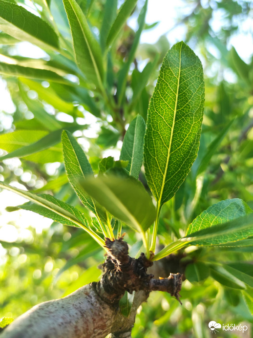 Mandula