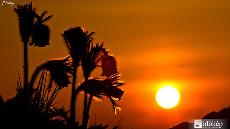 Kökörcsin napkeltekor a Boszorkánykövön 