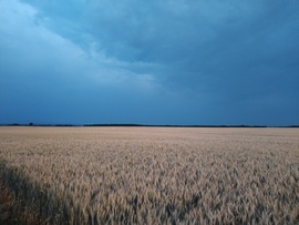 Vihar előtti csend 