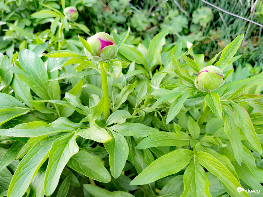 Pünkösdi rózsák készülőben