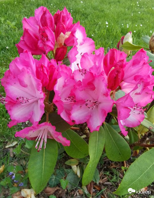 Rhododendron virágzásban