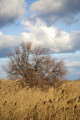 Kiskunhalas