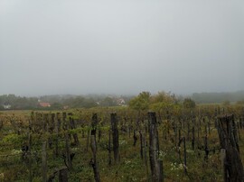 Balatonrendes