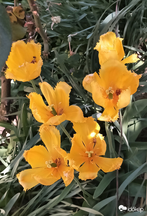 hervadó de szép tulipánok
