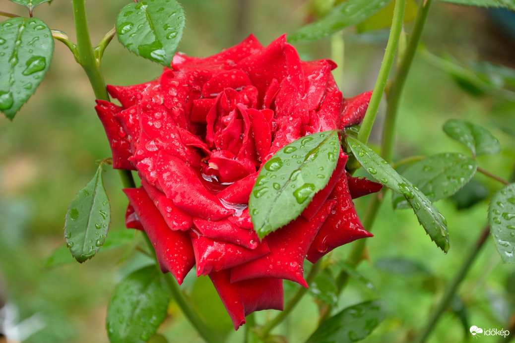 rózsa pompája eső után