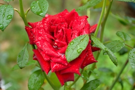 rózsa pompája eső után
