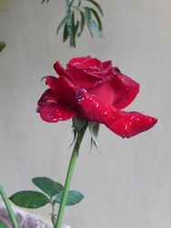 könnyező rózsa