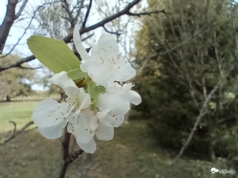 Virágzás a szivafán, - tavasz az őszben