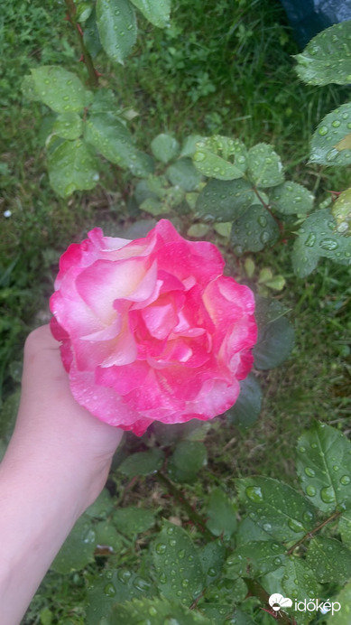 Parfüm Rózsa ❤️