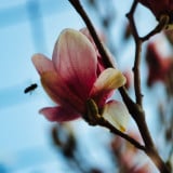 Tavasz,Virágzás, Magnólia