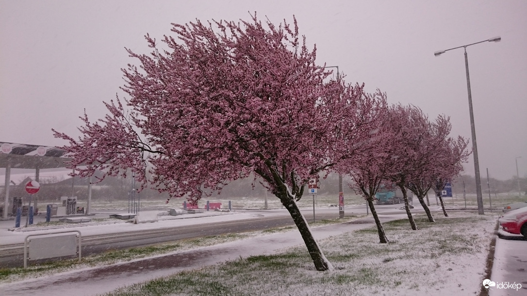 Virágzó fák az áprilisi télben, 2023. 04. 06.