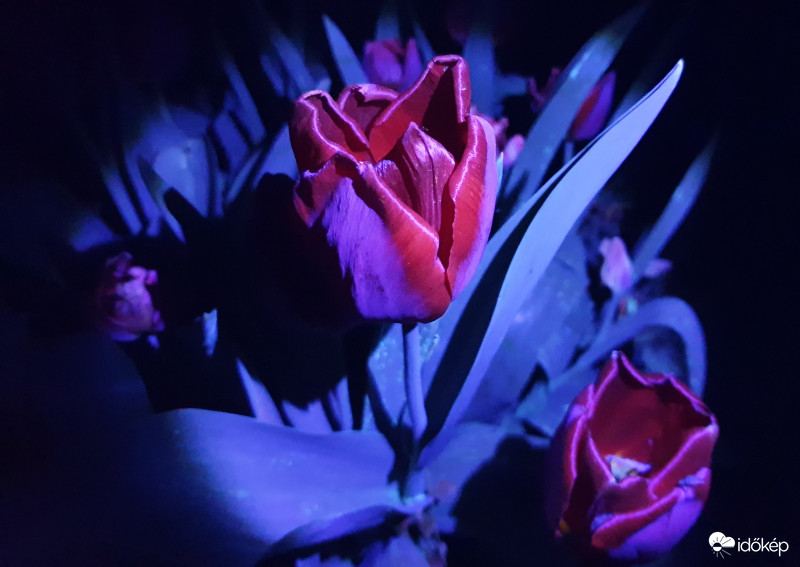 Tulipán