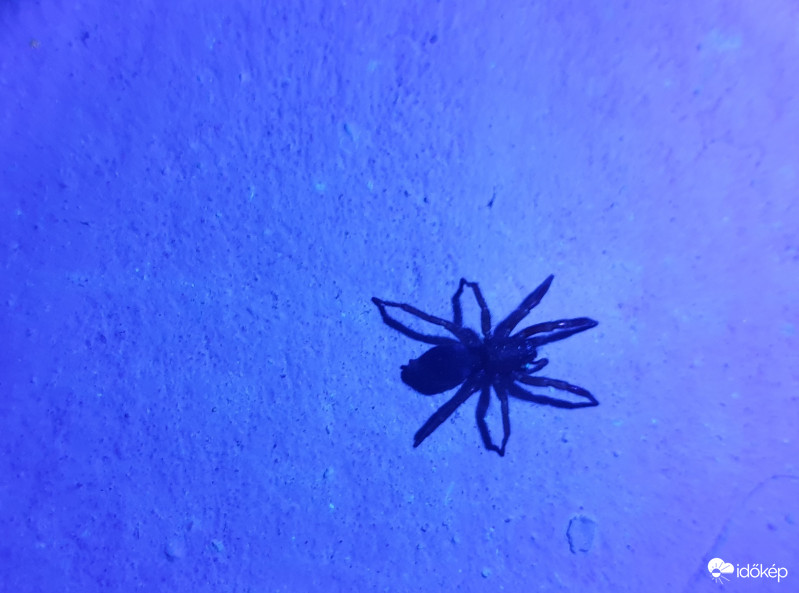 Uv-s pók
