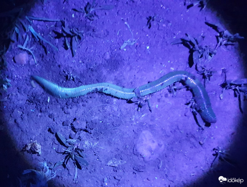 Uv-s giliszta