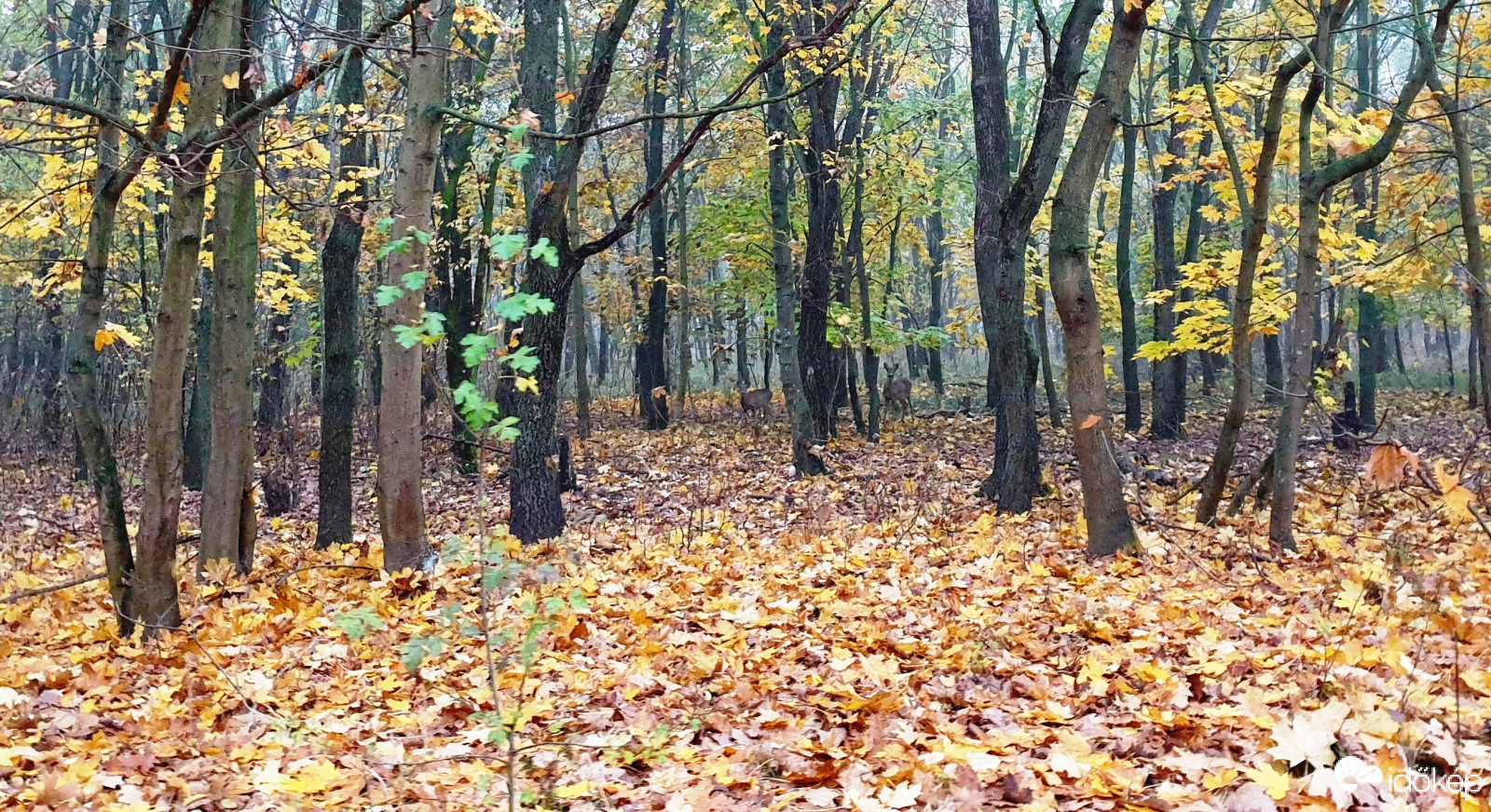 Őzek az erdőben