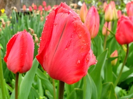 Tulipán