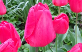 Tulipán