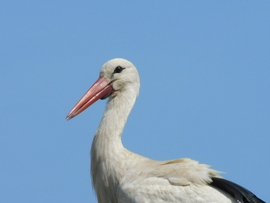 Gólya 