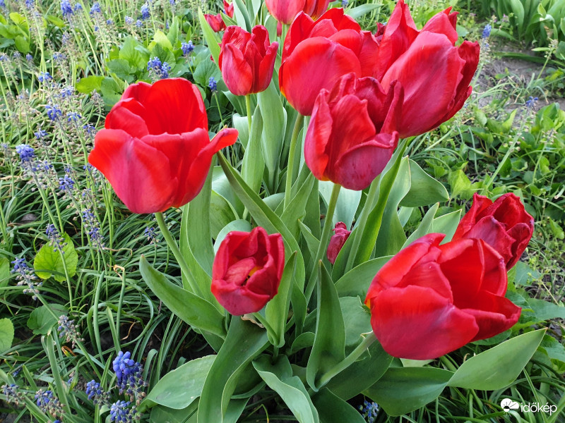Tulipánok nappal