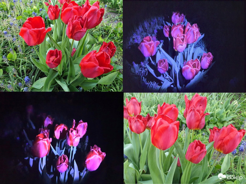 Tulipánok nappal és éjjel