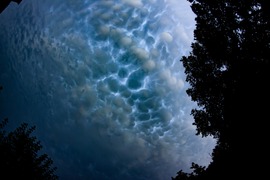 A mammatus 