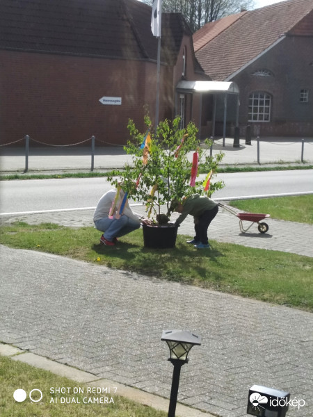 Wittmundban készül a majusfa